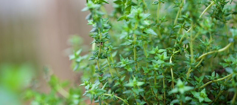 Winter is Coming… Time to Put That Herb Garden to Use Before its Too Late – Part 2